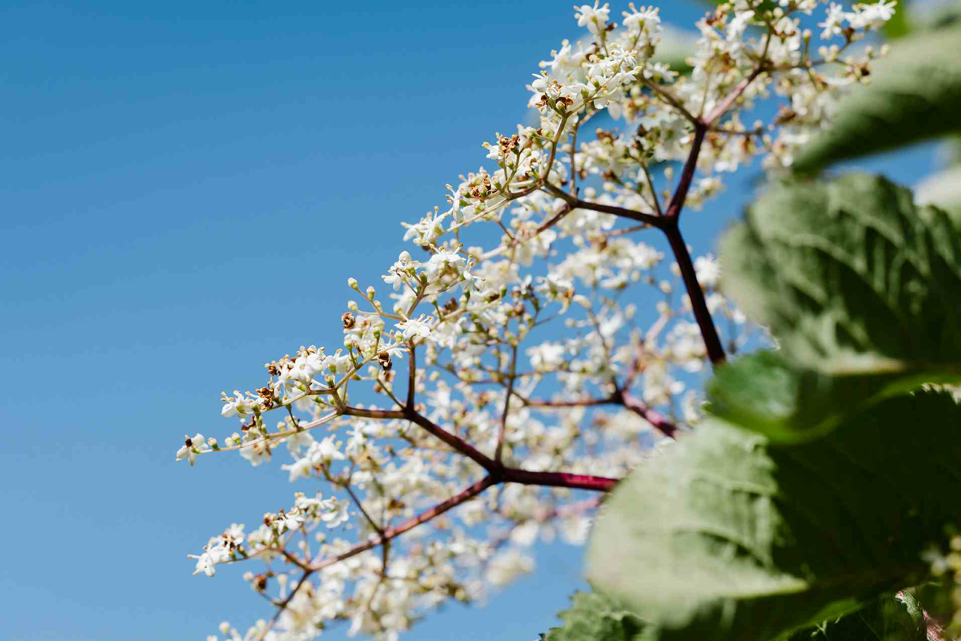 Herb Garden Nenzlingen